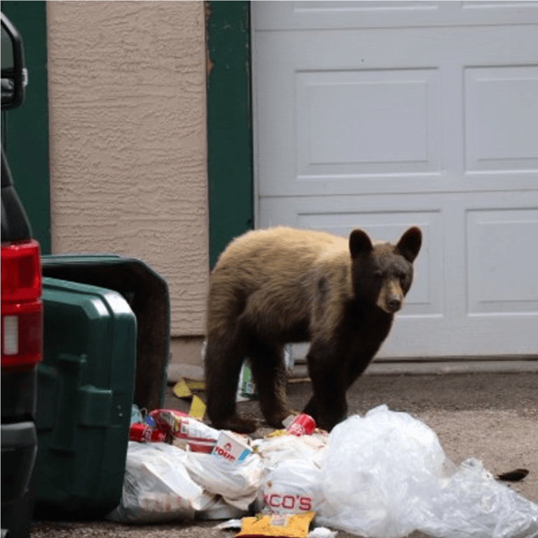 +ml bear home trash