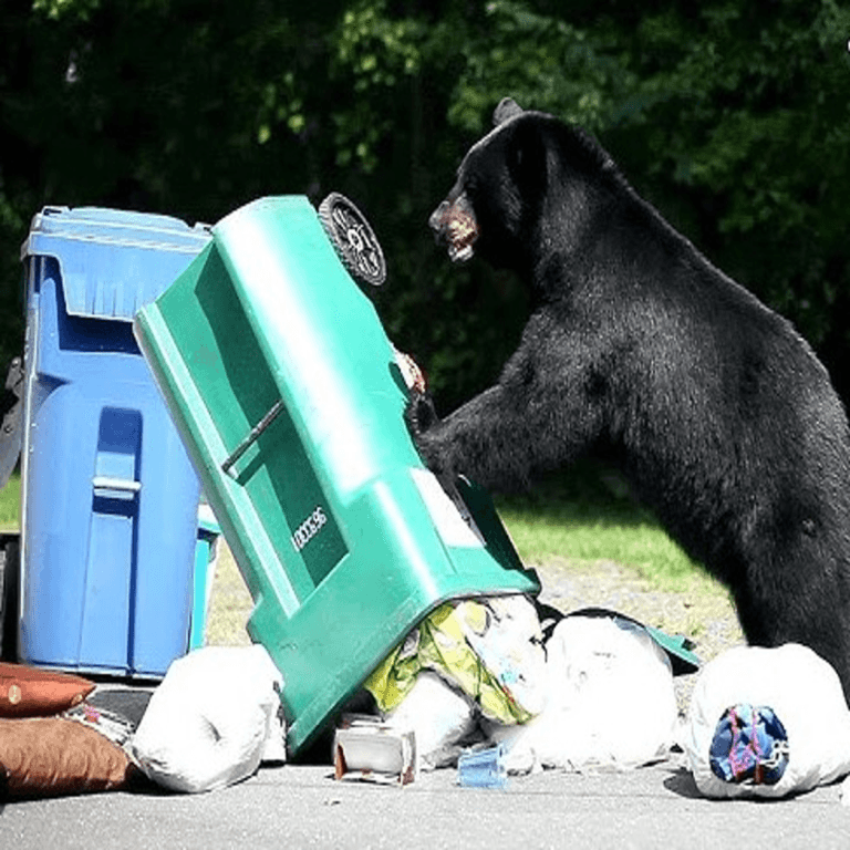 +ml bear in community trash